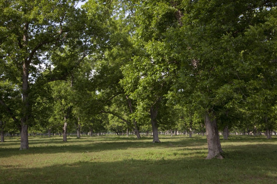 Beautiful communities and rural scenes in Baldwin County, Alabama. Pecan trees are abundant
