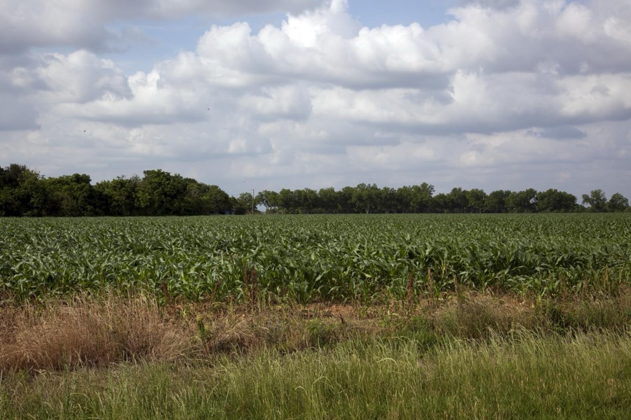 Beautiful communities and rural scenes in Baldwin County, Alabama. Pecan trees are abundant