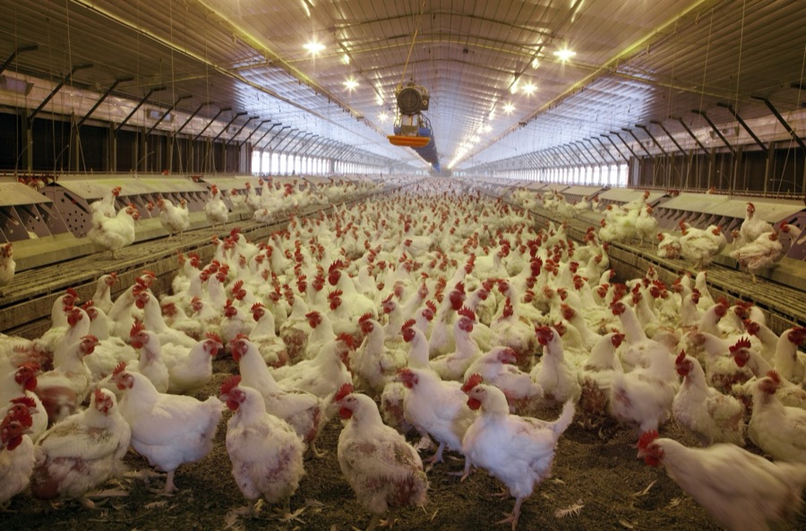 Thousands of chickens live in this large place where their main function is to lay eggs. Located in Monroe County, Alabama