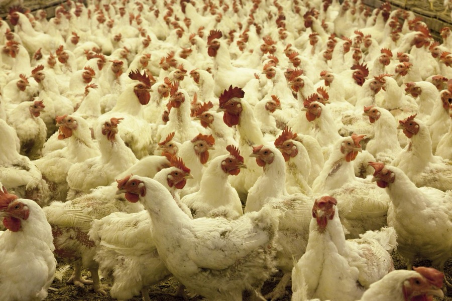 Thousands of chickens live in this large place where their main function is to lay eggs. Located in Monroe County, Alabama