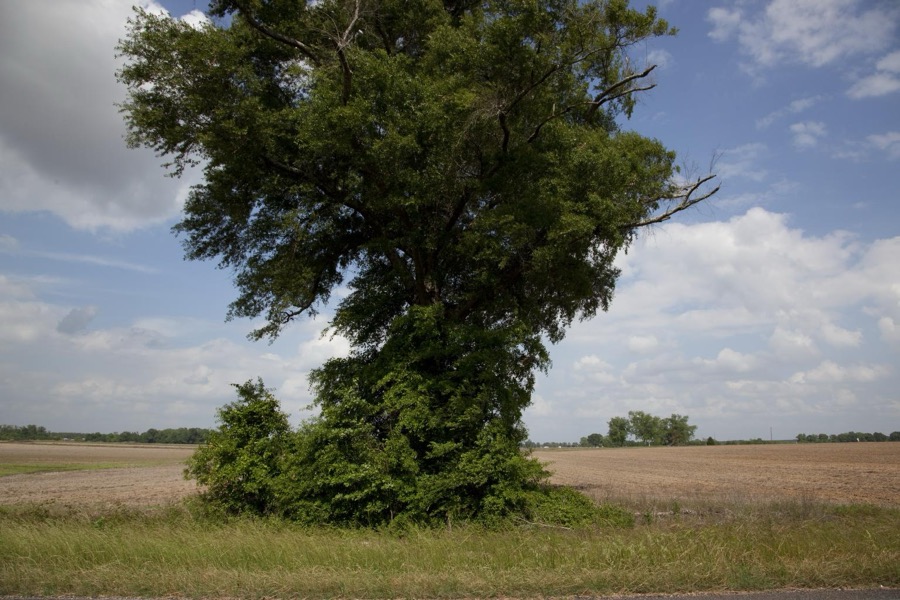 Farmland in Monroe County, Alabama