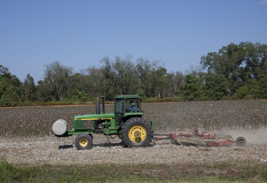 Cotton Fields, Monroe County, Alabama