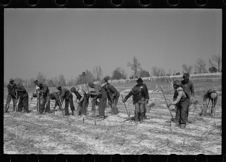 Planting slash pine, Macon County, Alabama, Tuskegee Project