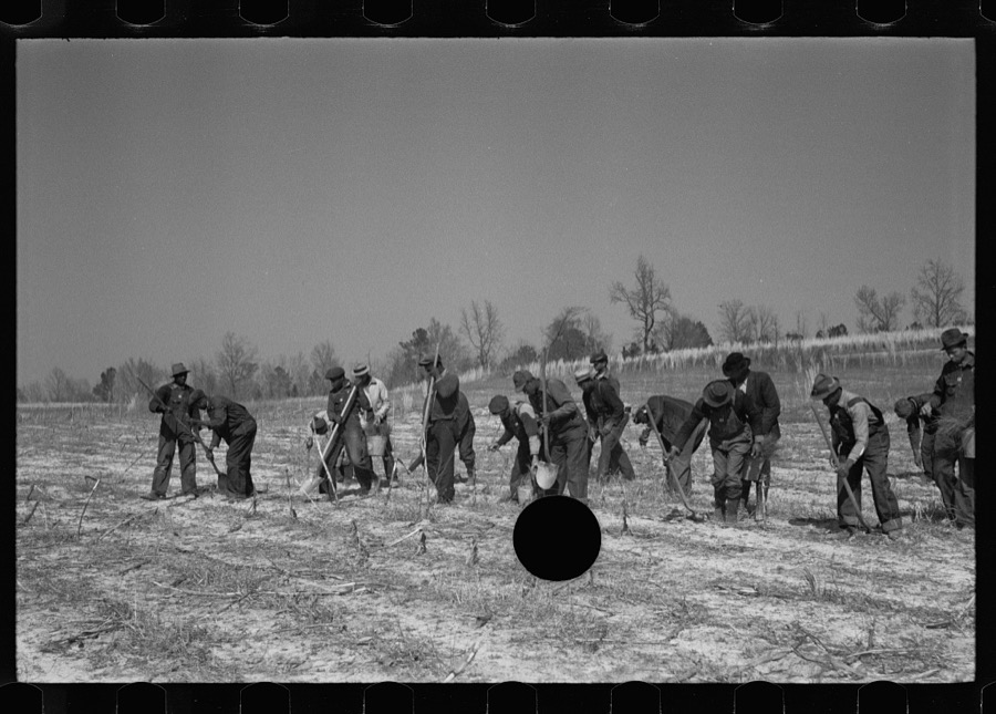 Planting slash pine, Macon County, Alabama, Tuskegee Project