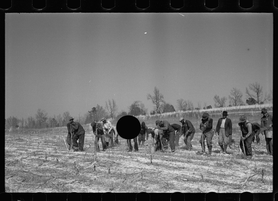 Planting slash pine, Macon County, Alabama, Tuskegee Project
