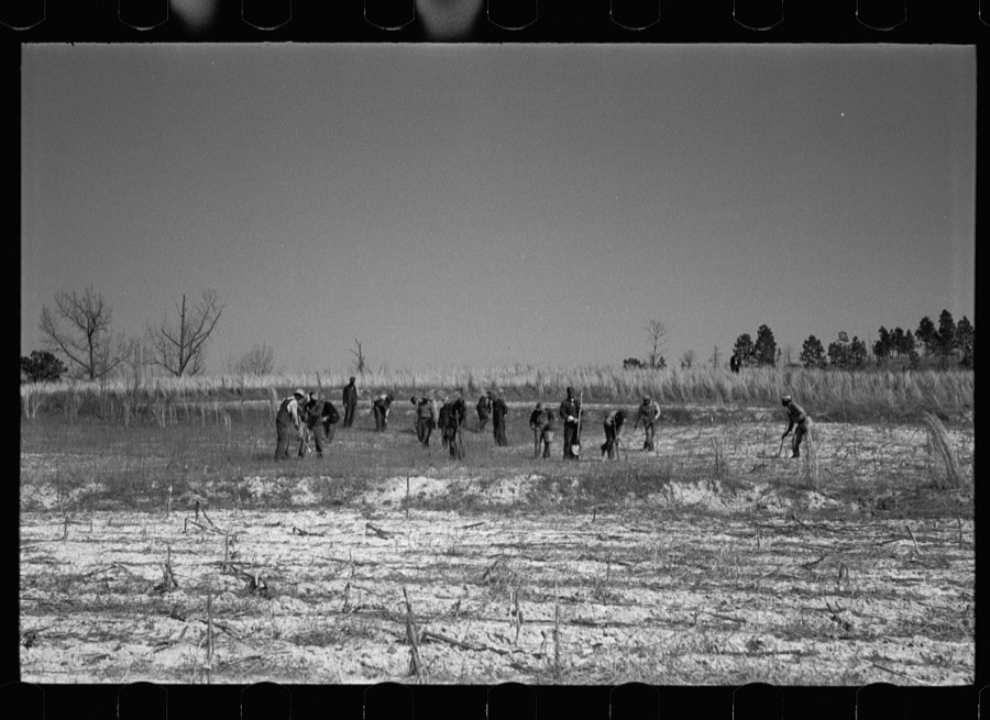 Planting slash pine, Macon County, Alabama, Tuskegee Project