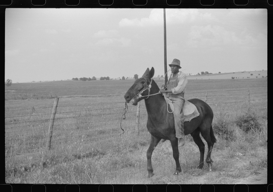 Negro cowhand in Hale County, Alabama