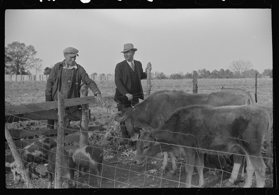Mr. Hydrick looking over some of Melody Tillery's (rural rehabilitation client) livestock: two cows and some pigs. Pike County, near Tray, Alabama