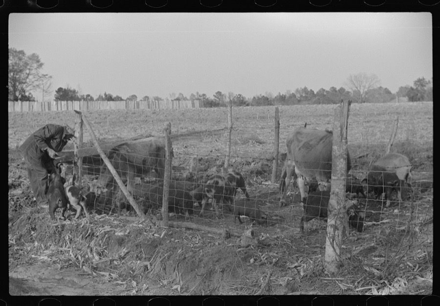 Mr. Hydrick looking over some of Melody Tillery's (rural rehabilitation client) livestock: two cows and some pigs. Pike County, near Tray, Alabama