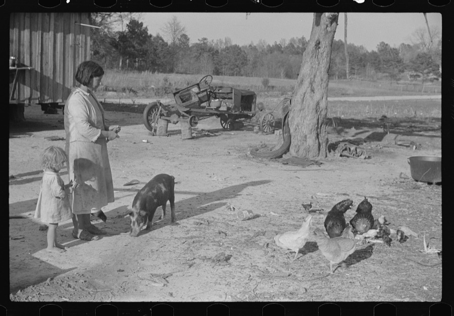Melody Tillery's wife and children with a few of their chickens and pigs (rural rehabilitation client). Pike County, Alabama