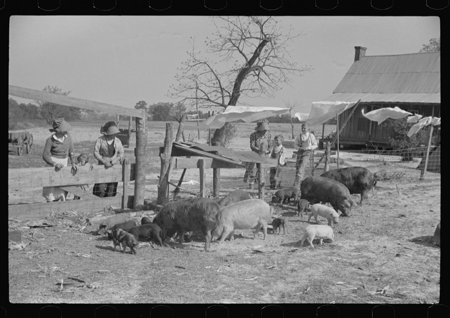 Part of George Cowley's family (rural rehabilitation), looking over pigs in sty. Pike County, Alabama