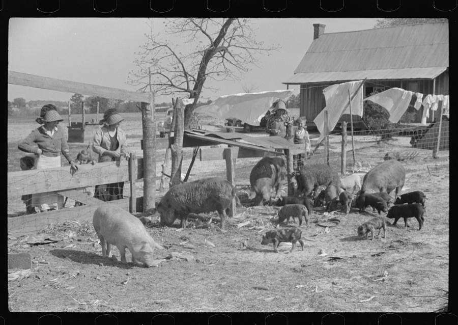 Part of George Cowley's family (rural rehabilitation), looking over pigs in sty. Pike County, Alabama