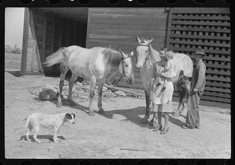 Part of George Cowley's family (rural rehabilitation), looking over pigs in sty. Pike County, Alabama