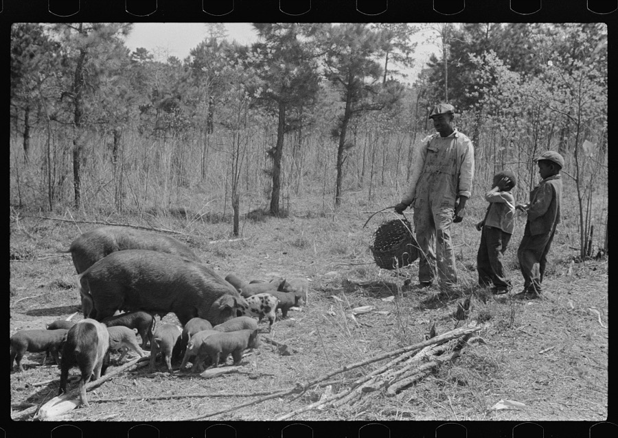 Charlie McGuire, his two sons and their sows and some shoats. Tenant purchase family, Pike County, Alabama