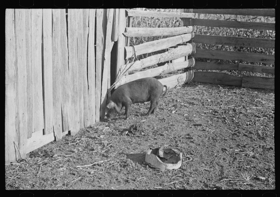 Pig in a sharecropper's yard, Hale County, Alabama