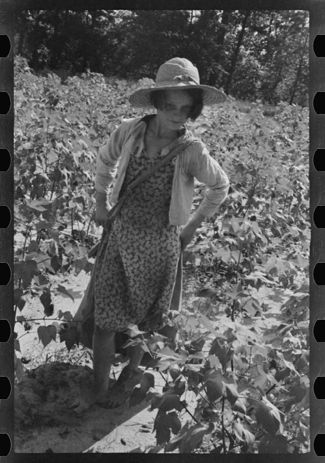 Lucille Burroughs picking cotton, Hale County, Alabama