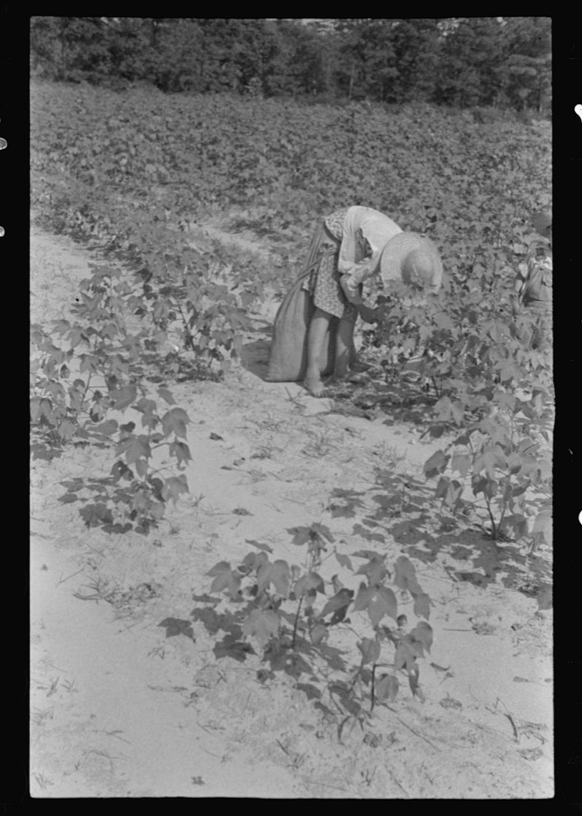 Lucille Burroughs picking cotton, Hale County, Alabama