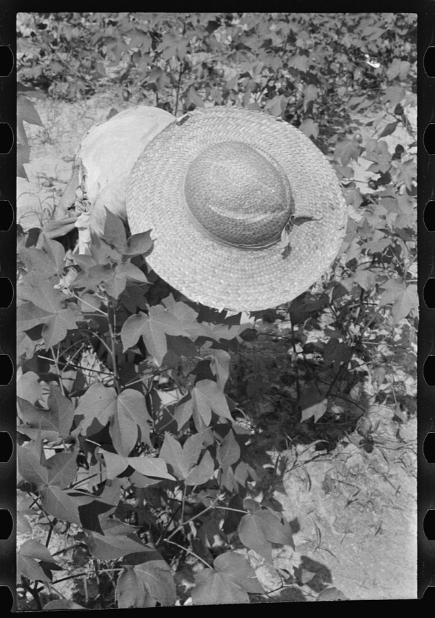Lucille Burroughs picking cotton, Hale County, Alabama