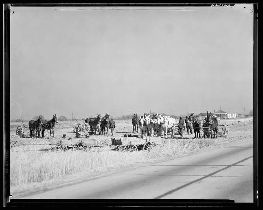 Mule teams near Montgomery, Alabama