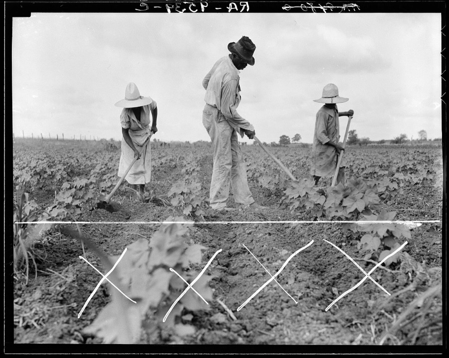 Hoe culture in the South. Near Eutaw, Alabama