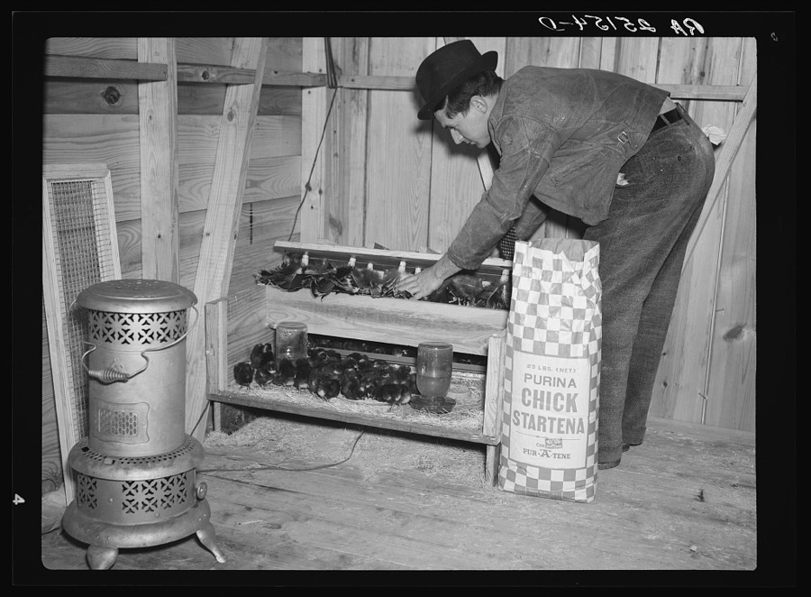 Tom Moore, homesteader at Bankhead Farms, with some of the chicks he is raising. Alabama