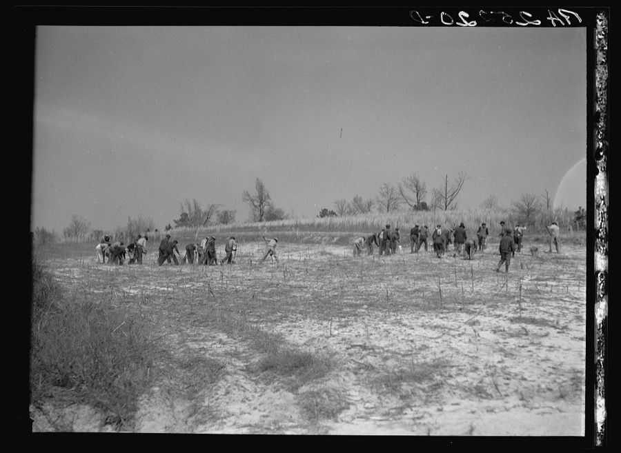 Planting slash pine. Macon County, Tuskegee Project, Alabama