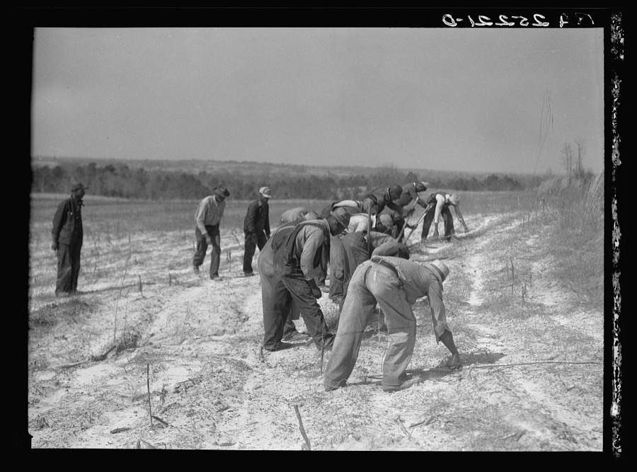 Planting slash pine. Macon County, Tuskegee Project, Alabama