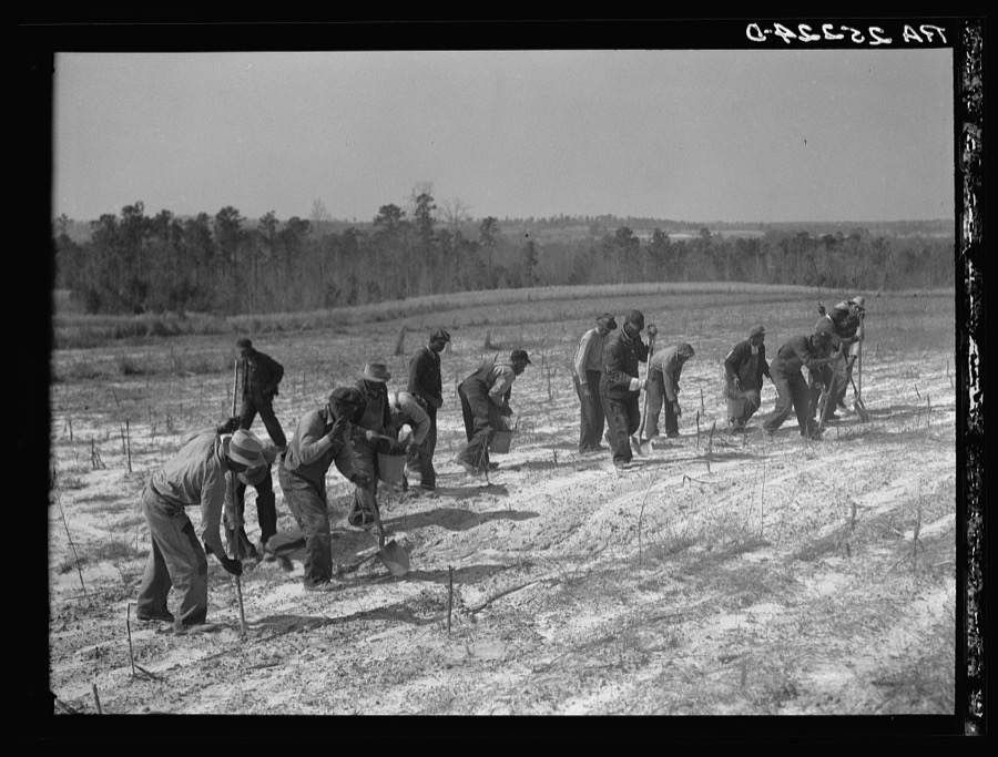 Planting slash pine. Macon County, Tuskegee Project, Alabama