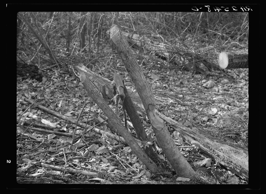 Tree chewed by beavers. Tuskegee Project, Alabama