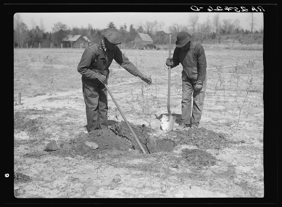Work on reforestation project. Tuskegee Project, Macon County, Alabama