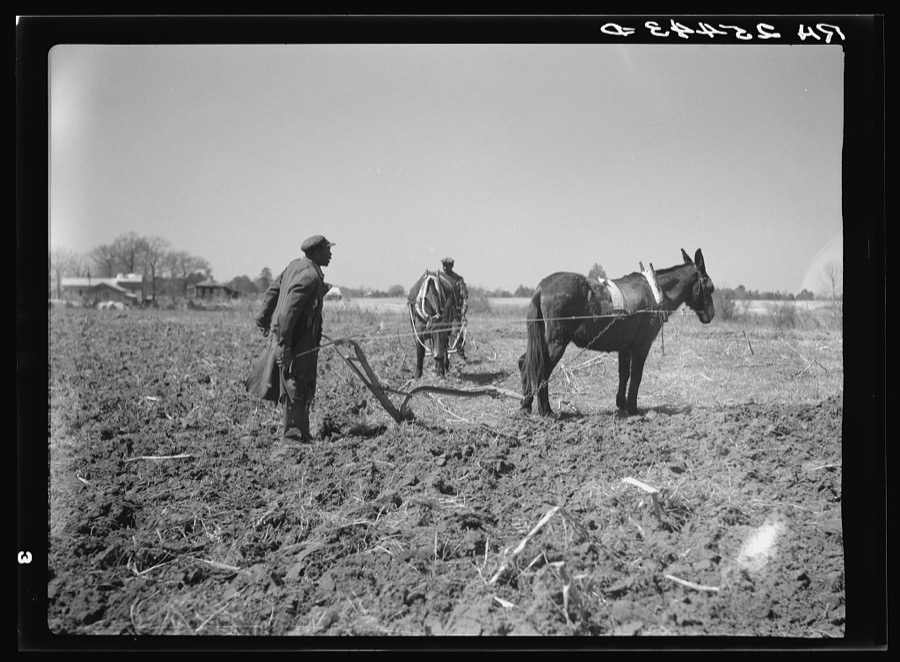 Sharecropper plowing. Montgomery County, Alabama