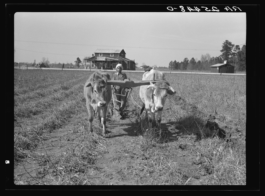 Plowing with oxen. Montgomery County, Alabama