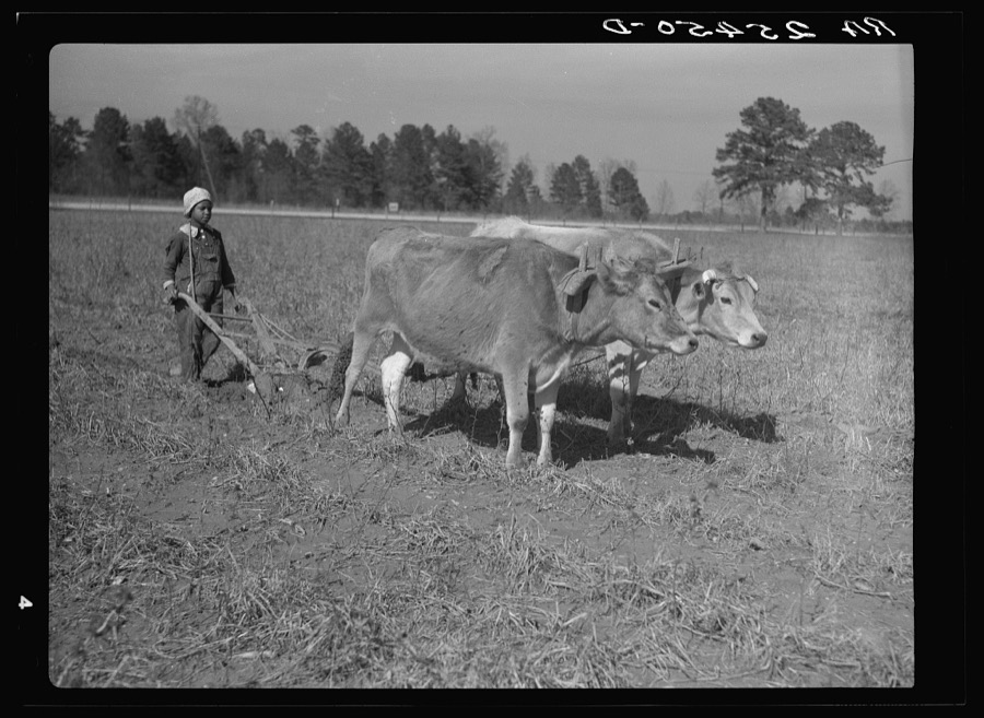Plowing with oxen. Montgomery County, Alabama
