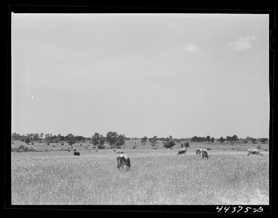 Cattle grazing in the Black Prairie section near Lounsboro, Alabama
