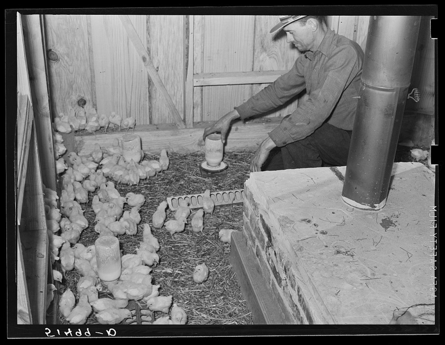 Chick brooder of project family Jones. Coffee County, Alabama