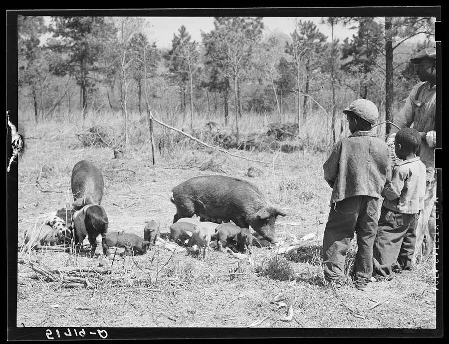 Two of Charlie McGuire's sons (tenant purchase borrower) feeding some of their hogs. Pike County, Alabama
