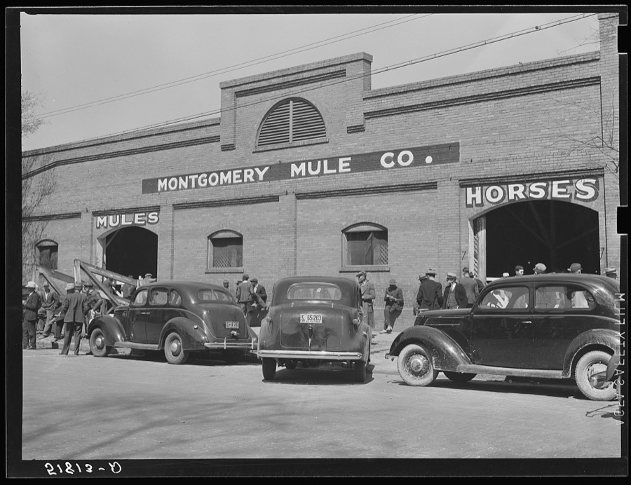 Stock barn of Montgomery Mule Company, Alabama, on day of big mule auction