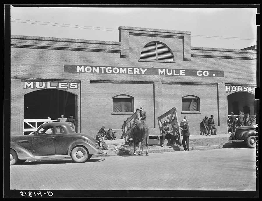 Stock barn of Montgomery Mule Company, Alabama, on day of big mule auction