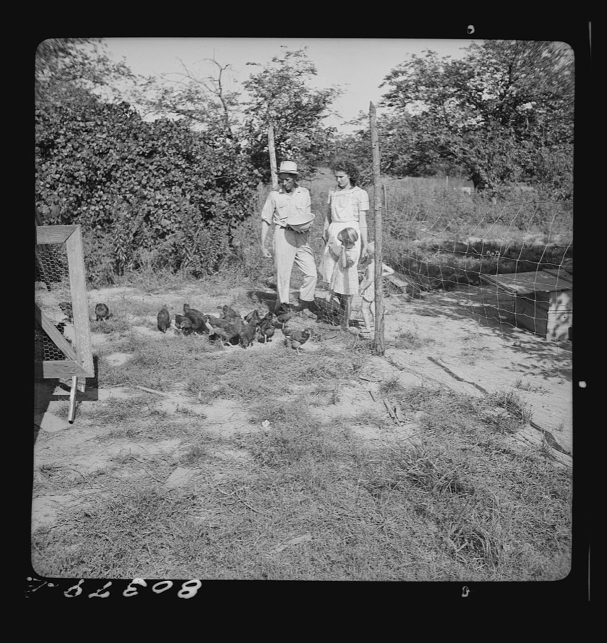 James Drigger feeds his chickens. Coffee County, Alabama (FSA (Farm Security Administration) "Food for Defense" program")