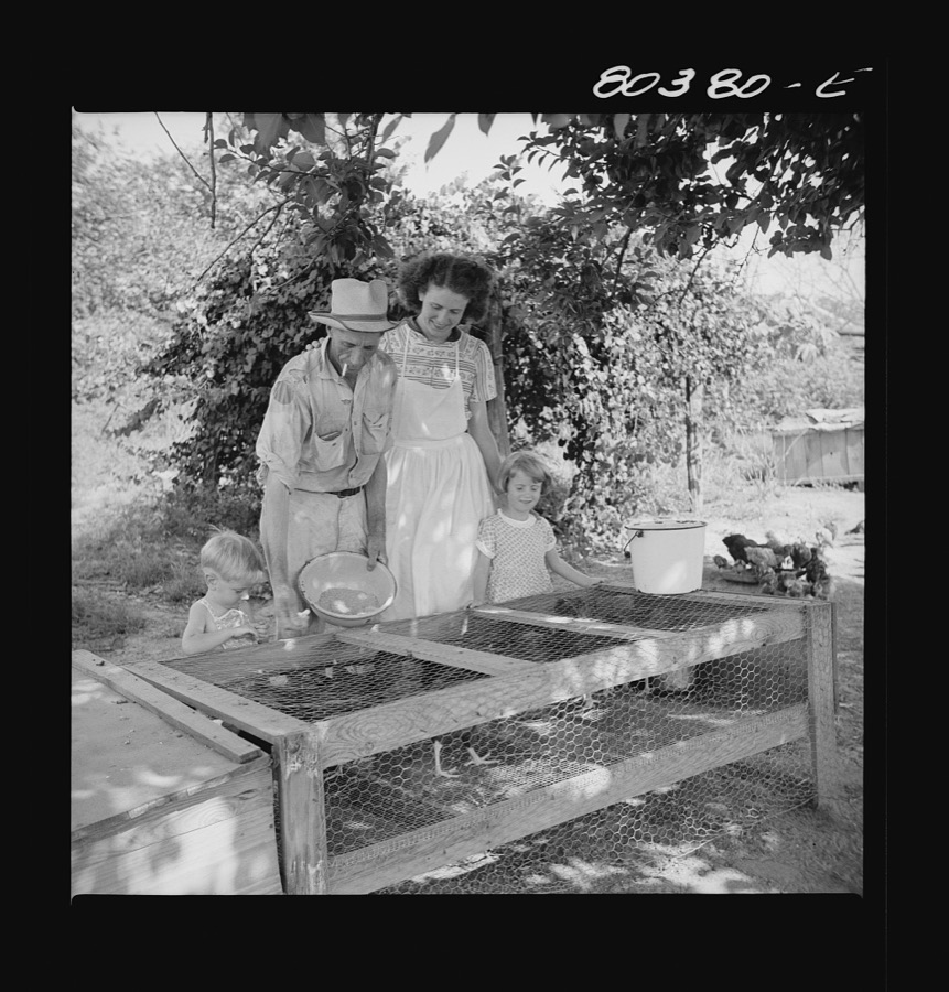 James F. Drigger and family tending their chickens purchased through the "Food for Defense" program. Coffee County, Alabama