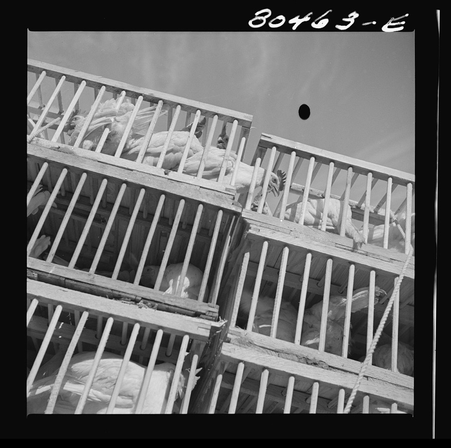 Chickens raised by FSA (Farm Security Administration) borrowers enroute to market. Coffee County, Alabama