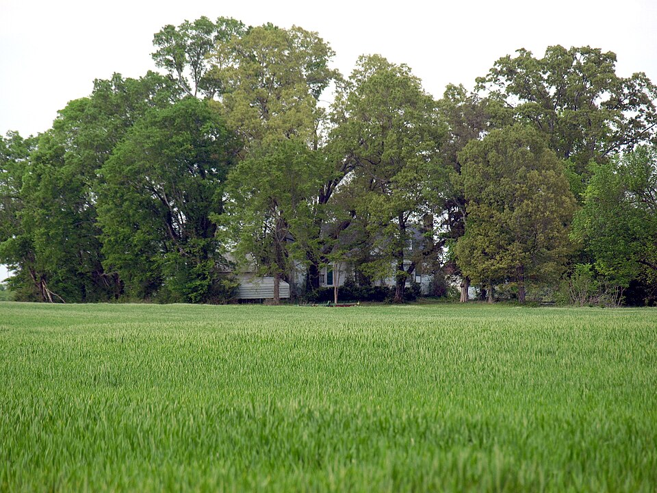 Photograph of Preuit Oaks