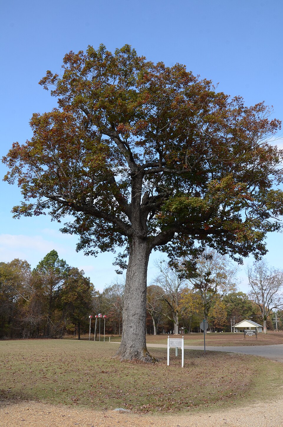 Photograph of Look See Tree