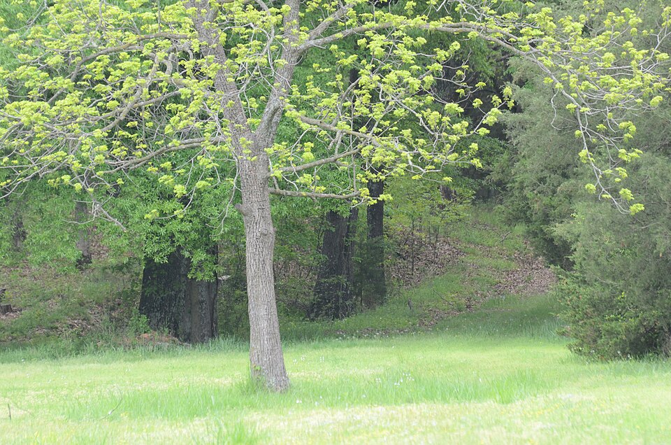 Photograph of Norristown Cemetery