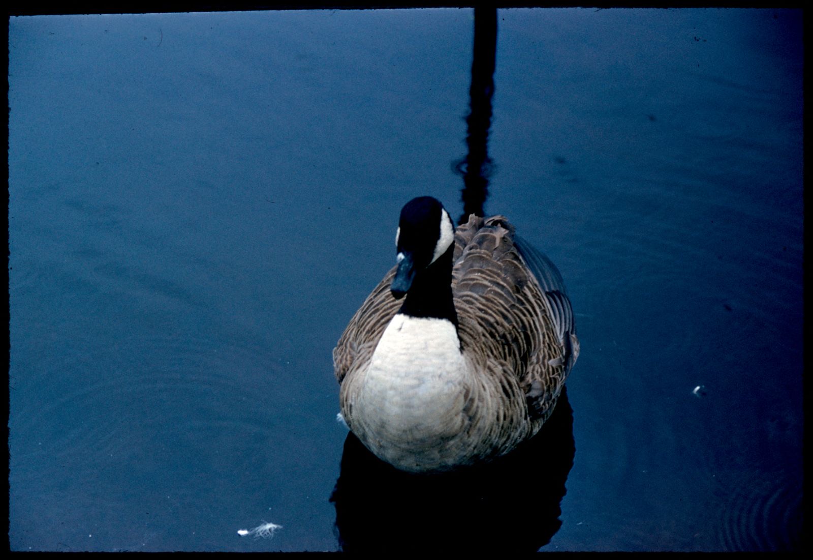 Quackie, Boston Public Library - undated