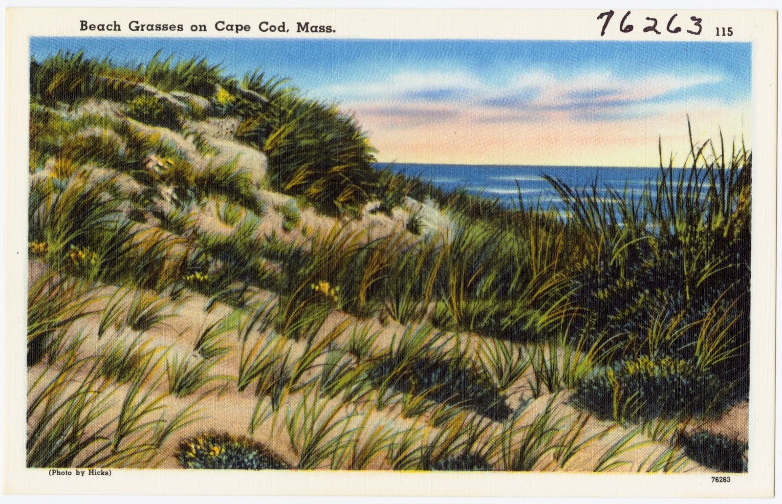 Beach grasses on Cape Cod, Mass., Boston Public Library - undated