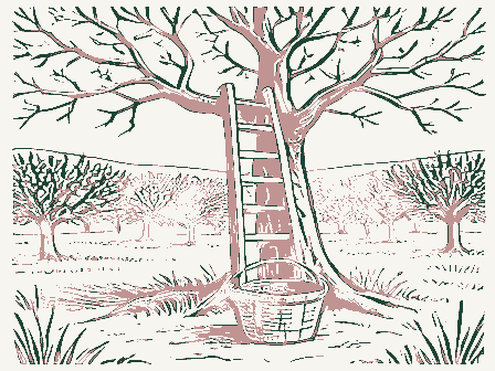 Decorative drawing: an orchard with a ladder against a tree and a bushel basket. Not a photograph of this place.