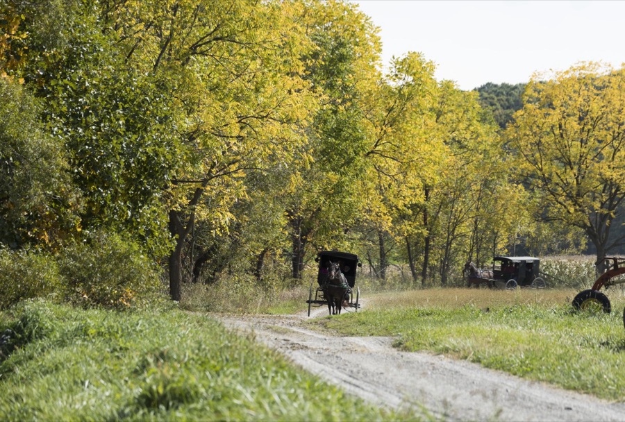 Horse-drawn Amish buggies journey down a country road at Yoder's Amish Home, an authentic Amish farm that began accepting visitors in 1983 near Walnut Creek in central Ohio, along the "Amish Country Byway"