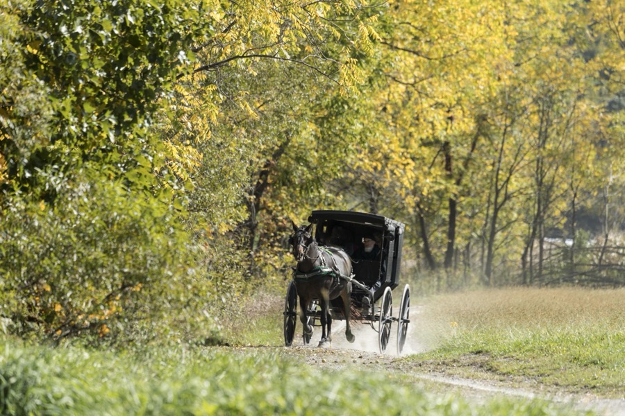 A horse-drawn Amish buggy journeys down a country road at Yoder's Amish Home, an authentic Amish farm that began accepting visitors in 1983 near Walnut Creek in central Ohio, along the "Amish Country Byway"