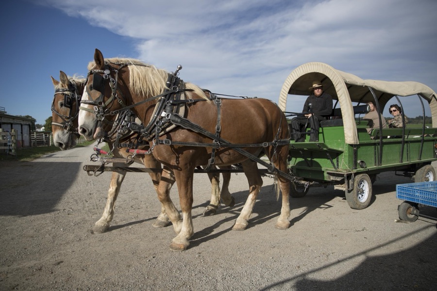 A horse-drawn wagon carries visitors into the pumpkin patch each autumn at Hershberger's Farm and Bakery, a greatly expanded produce stand near the town of Berlin in central Ohio's "Amish Country"